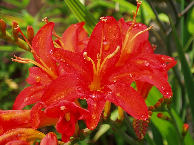 (c) Crocosmia.nl